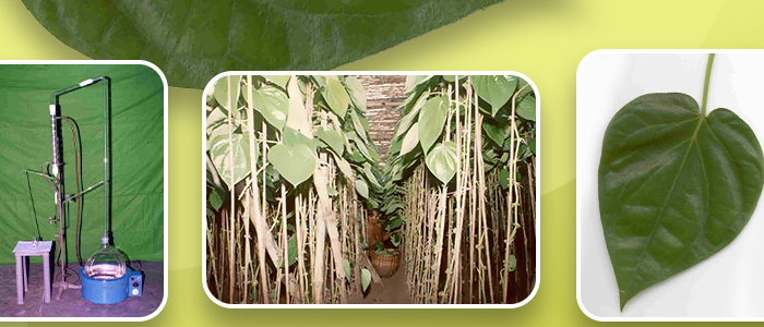 Betel Leaf Production KGP Chronice 0904 Recreated